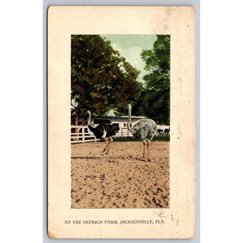 1909 Ostrich Farm Jacksonville Florida Postcard Valentine & Son Posted May 15